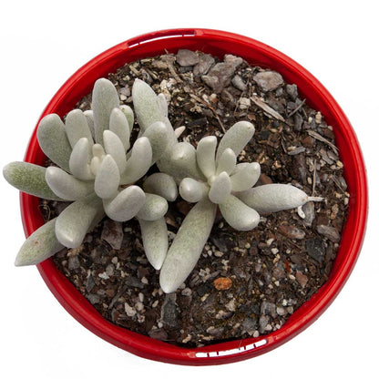 Rare Cocoon Plant succulent available at Succulents Online Australia