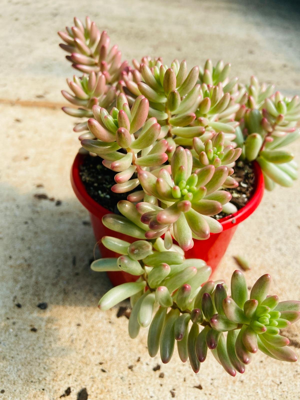 Rare crested Sedum Pink Jelly Beans – perfect for Australian succulent collectors