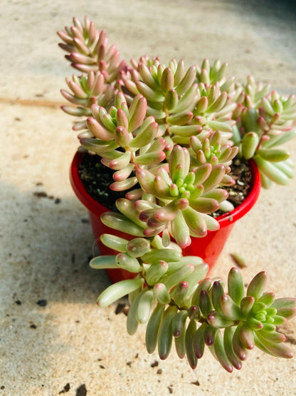Rare crested Sedum Pink Jelly Beans – perfect for Australian succulent collectors