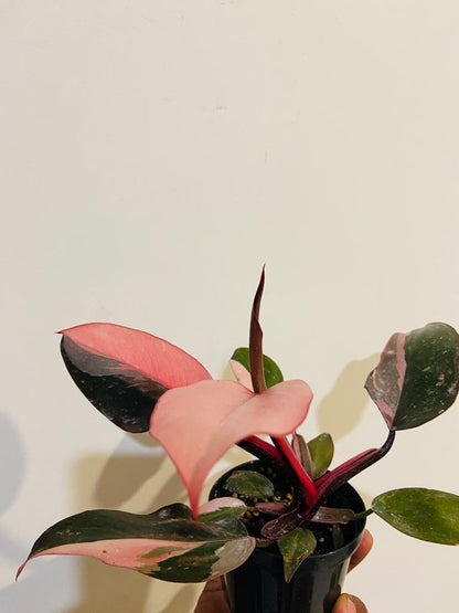 Rare Philodendron Pink Princess for sale online Australia premium quality plant