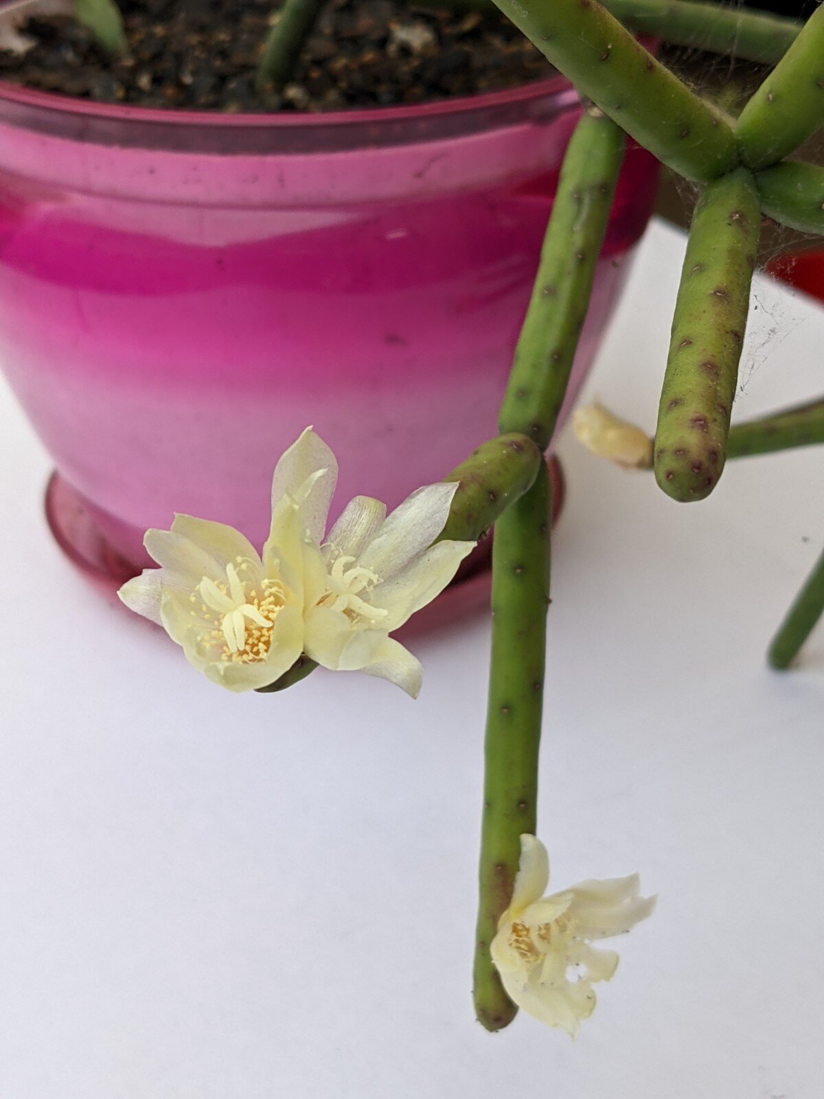 Close-up of Rhipsalis Neves Armondii green cascading stems