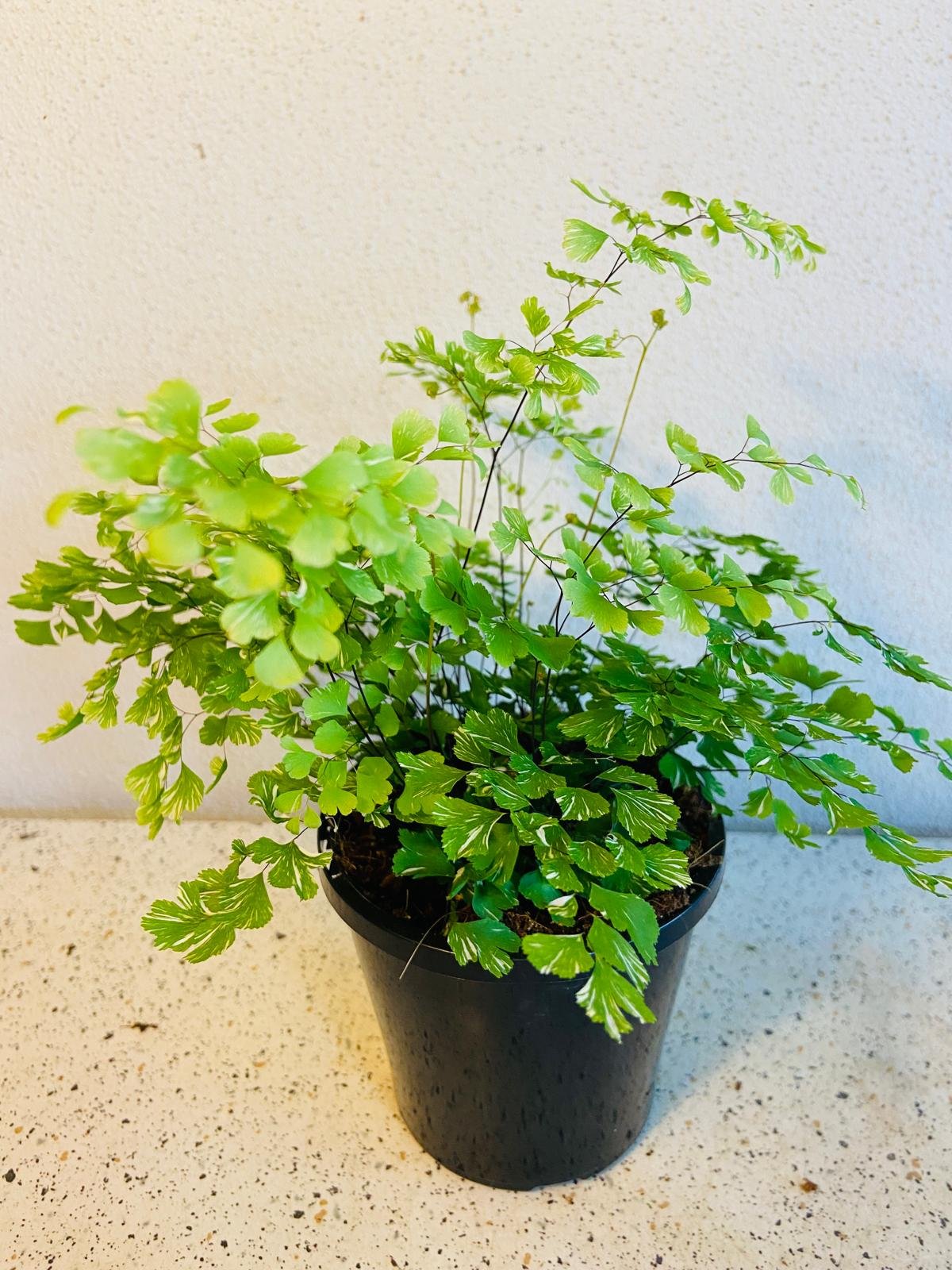 Variegated Maidenhair Fern 100mm pot size comparison easy care indoor plant Australia