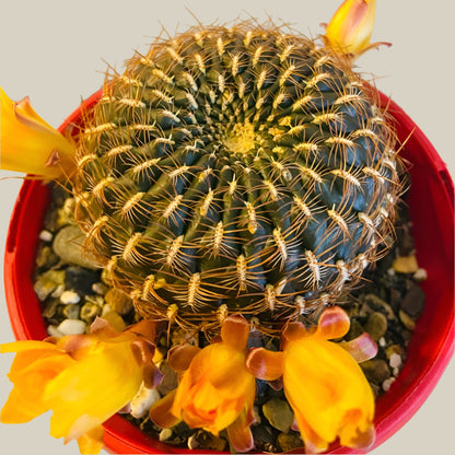 Bare rooted Rebutia cactus plant ready for shipping in 130mm pot