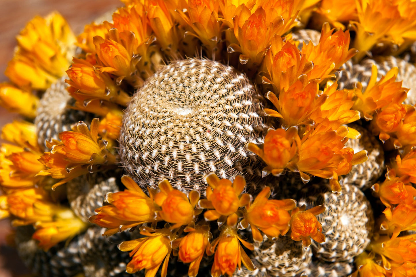 Rebutia cactus with vibrant orange and red flowers in decorative pot