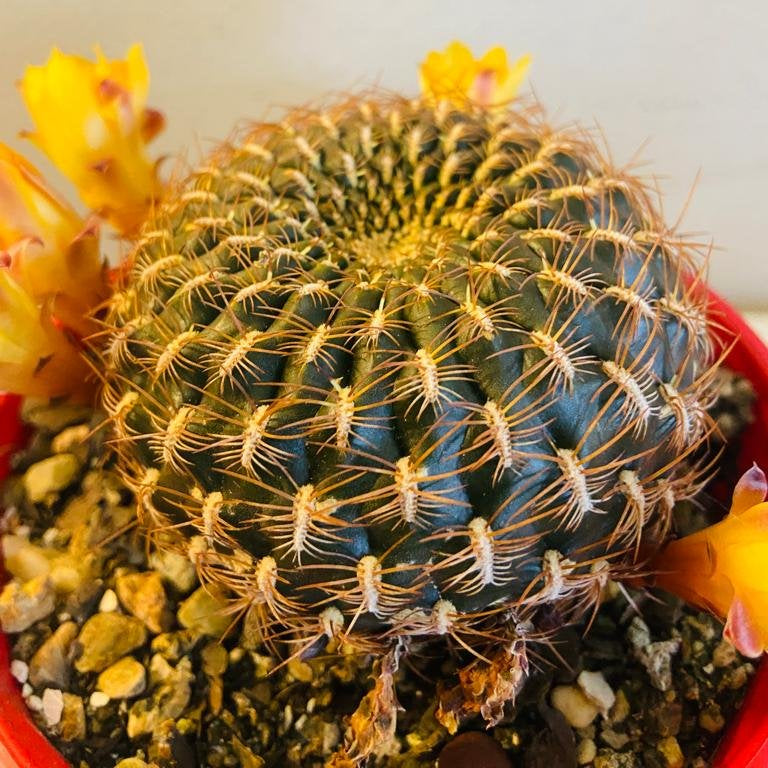Close up of Rebutia cactus funnel-shaped pink and yellow blooms