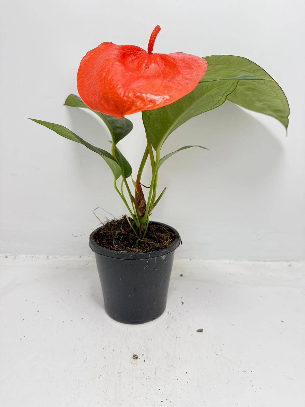 Red Pigtail Anthurium in decorative pot perfect for Australian homes