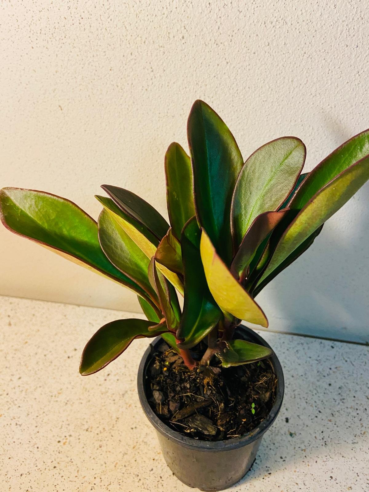 Close-up variegated leaves of peperomia radiator plant with vibrant red-pink edges, succulent houseplant