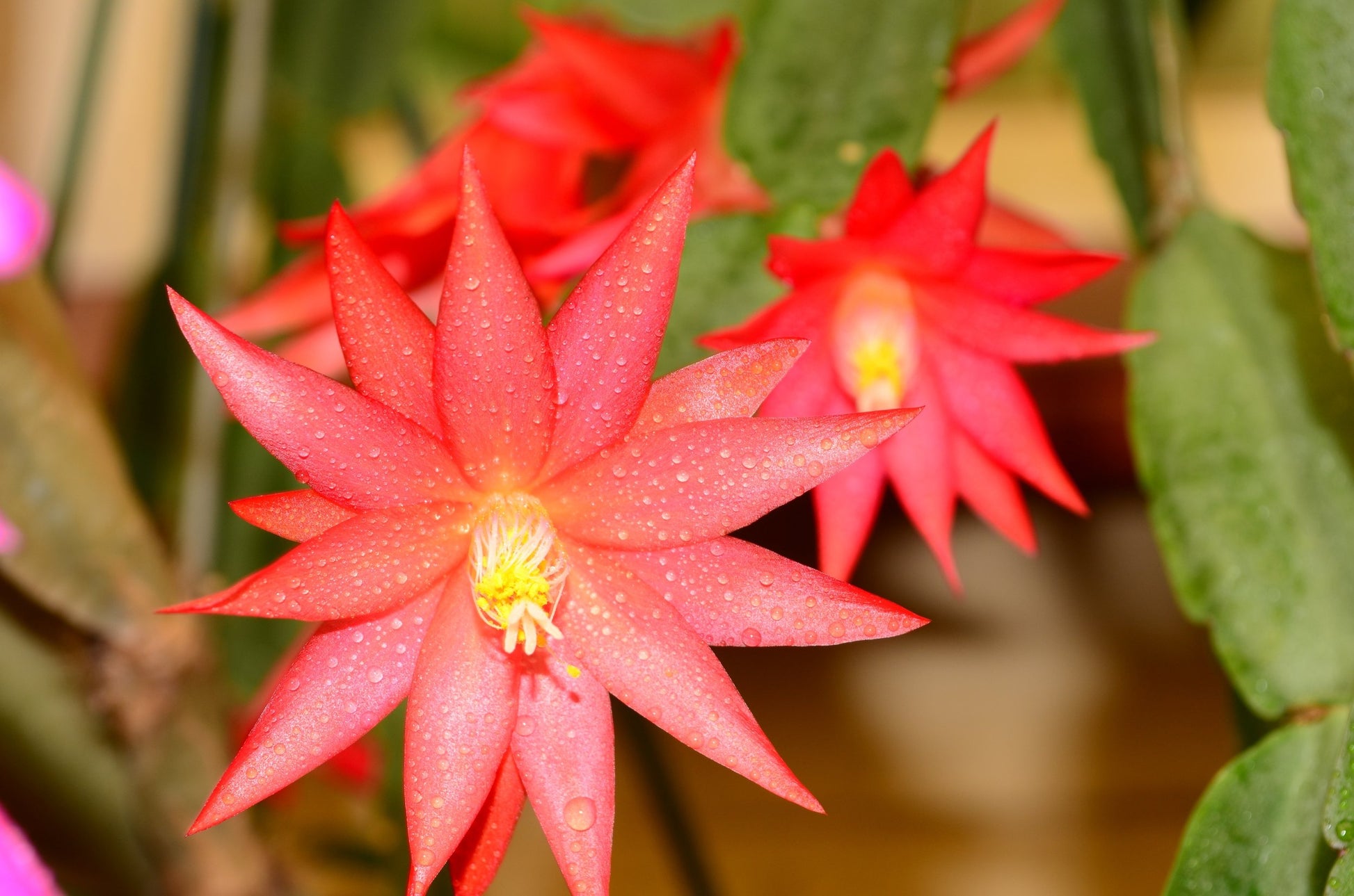 Rhipsalidopsis red flower easter cactus plant in 100mm pot with vibrant red blooms for Australian homes