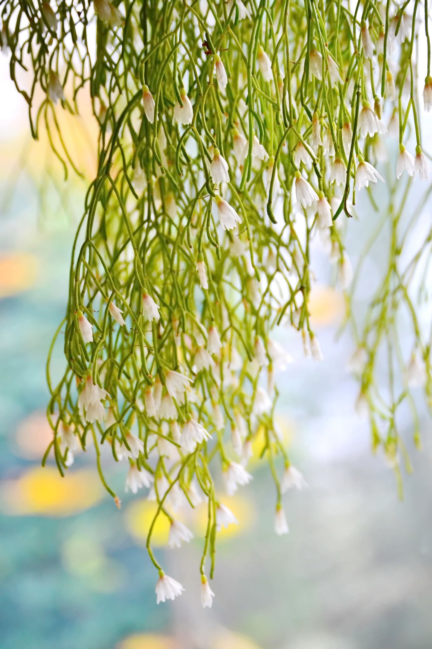 Rhipsalis capilliformis Mistletoe Cactus cascading stems