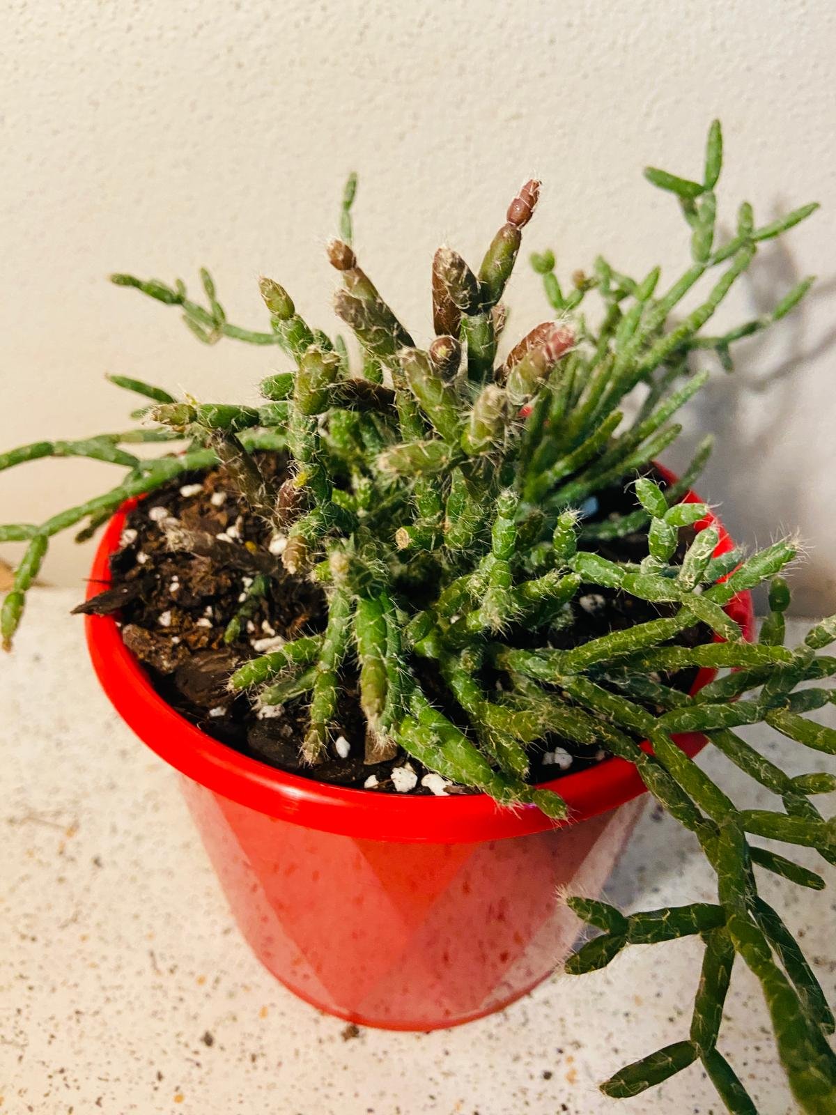 Rhipsalis baccifera erythrocarpa Red Coral mistletoe cactus in 130mm pot, cascading stems for Australian homes