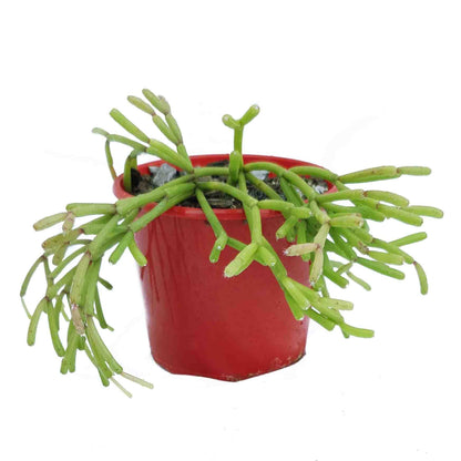 Close up of Rhipsalis floccosa fuzzy white hair-covered stems