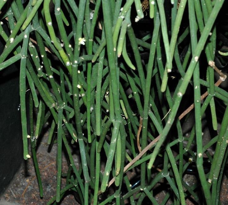 Rhipsalis floccosa mistletoe cactus in hanging pot showing cascading green stems with fuzzy texture