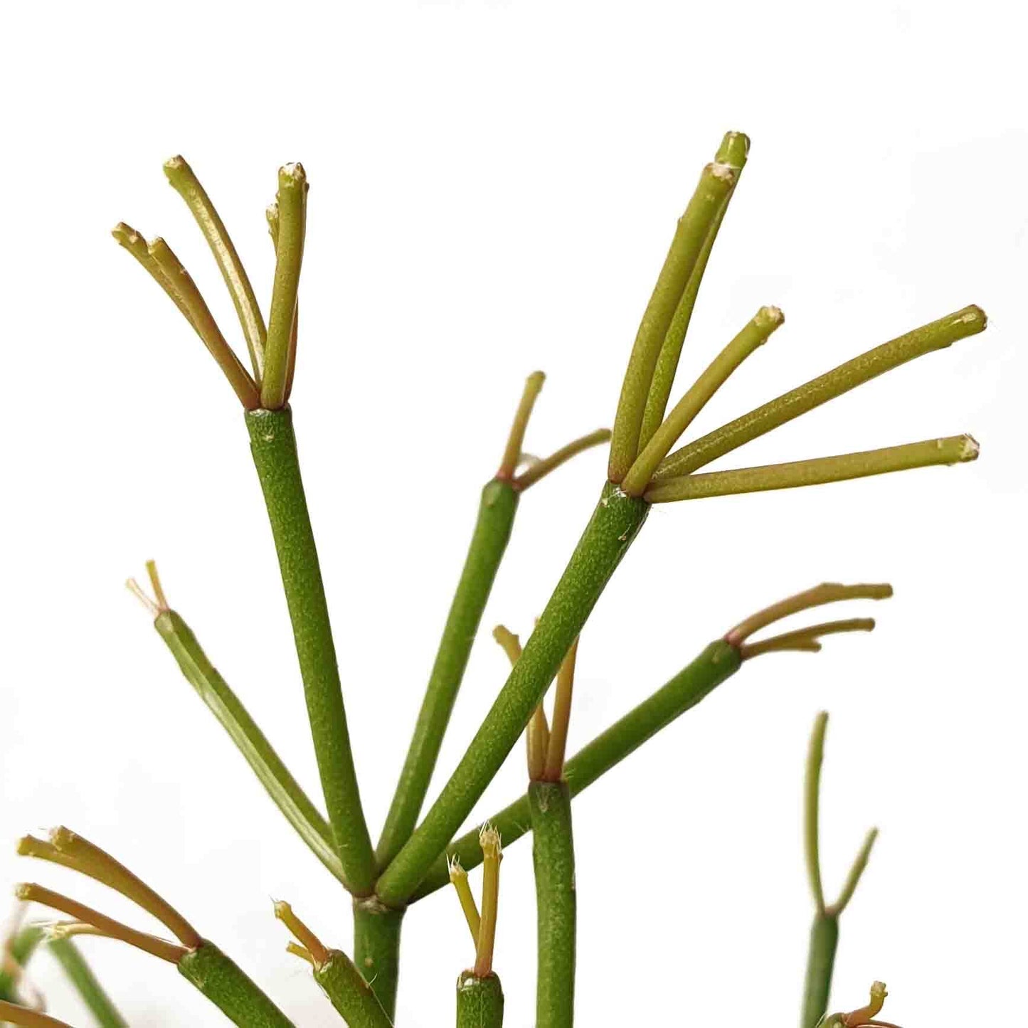 Mistletoe cactus Rhipsalis floccosa displayed in red pot showing trailing growth habit