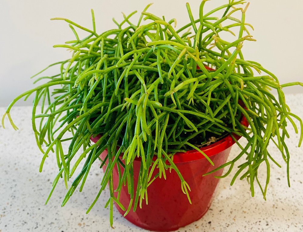 Buy Mistletoe Cactus Rhipsalis capilliformis Australia