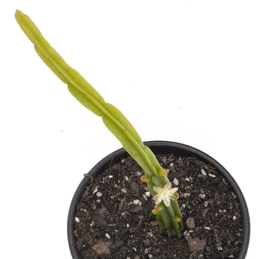 Rhipsalis Licorice cascading succulent in 80mm bare root pot
