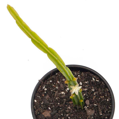Rhipsalis Licorice cascading succulent in 80mm bare root pot