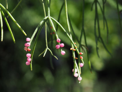 Rhipsalis Megalantha succulent plant in 80mm pot for sale Australia
