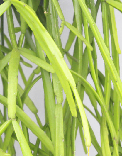 Rhipsalis micrantha rice cactus trailing succulent in 80mm pot with cascading stems