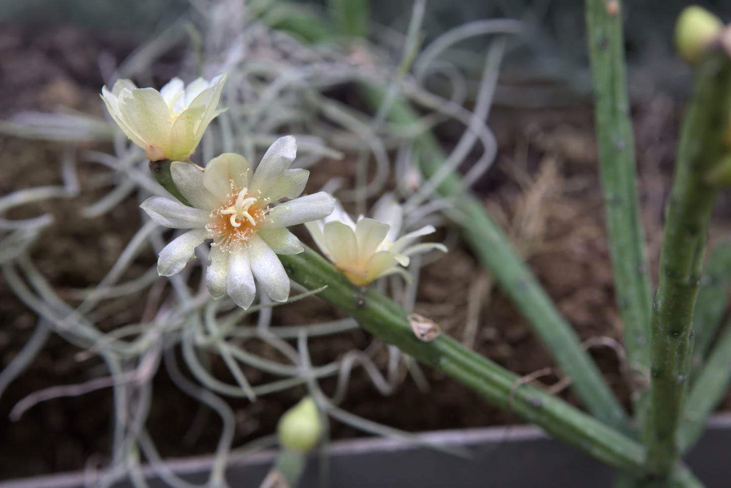 Rhipsalis Neves Armondii Megalantha trailing cactus in hanging basket