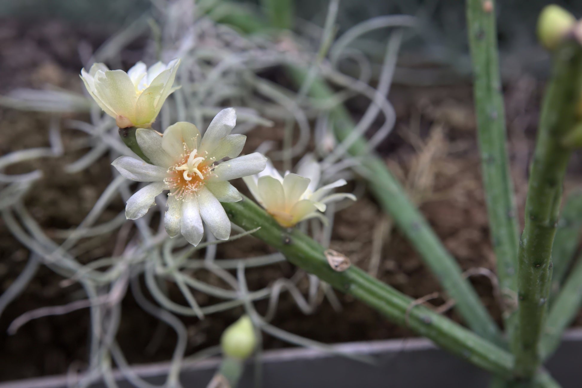 Rhipsalis Neves Armondii Megalantha trailing cactus in hanging basket