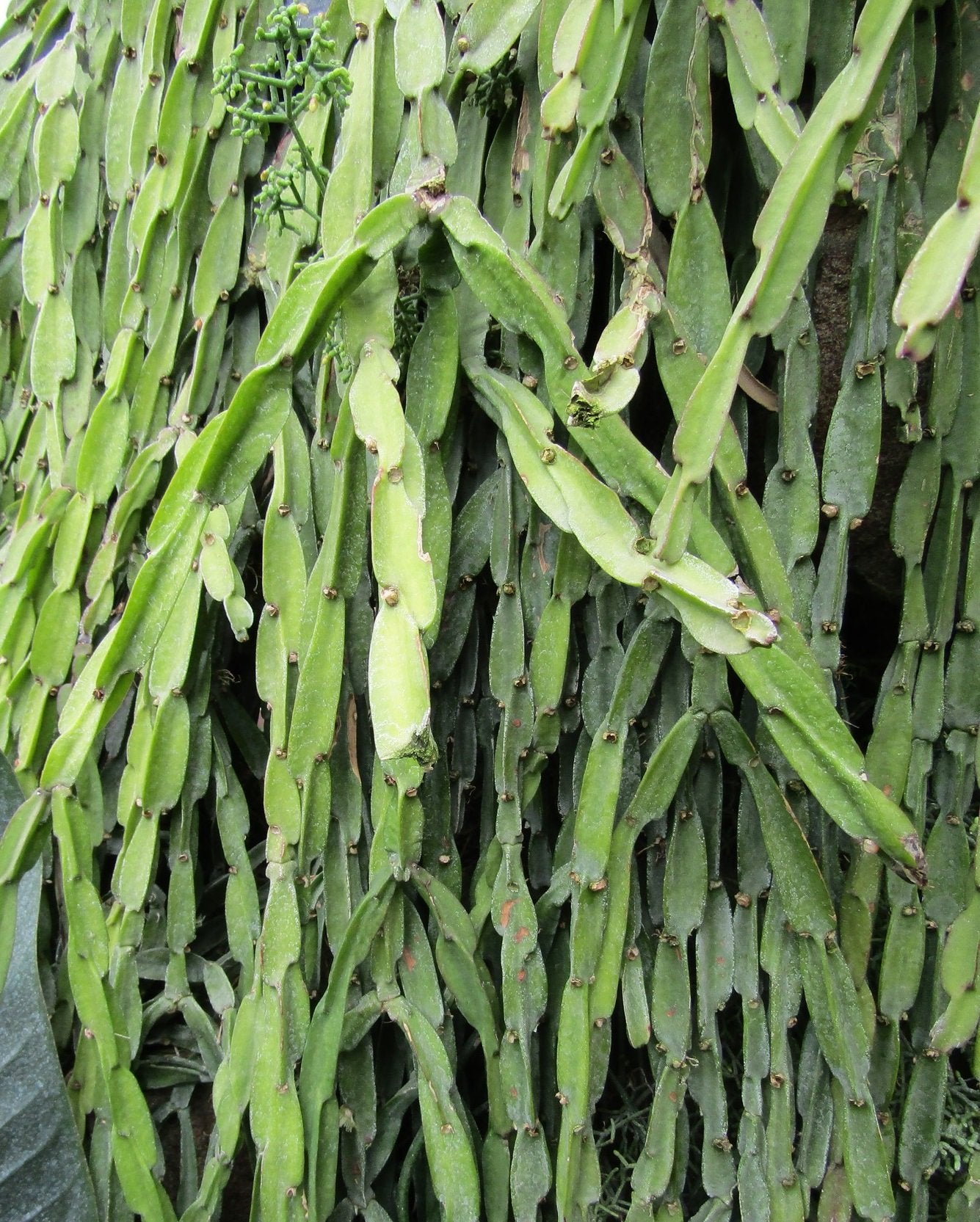 Rhipsalis Paradoxa 130mm epiphytic cactus in hanging pot