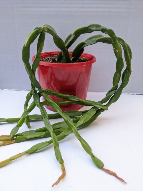 Rhipsalis Paradoxa 80mm bare root plant for sale