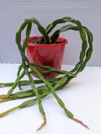 Rhipsalis Paradoxa 80mm bare root plant for sale
