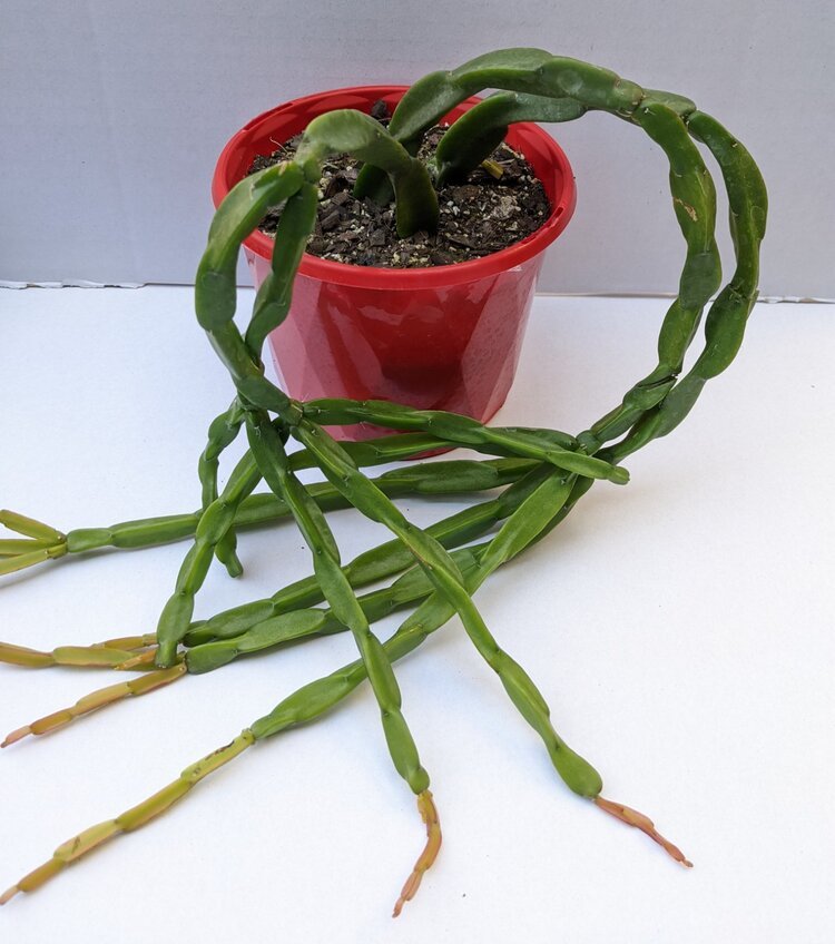 Close-up of Rhipsalis Paradoxa trailing succulent stems