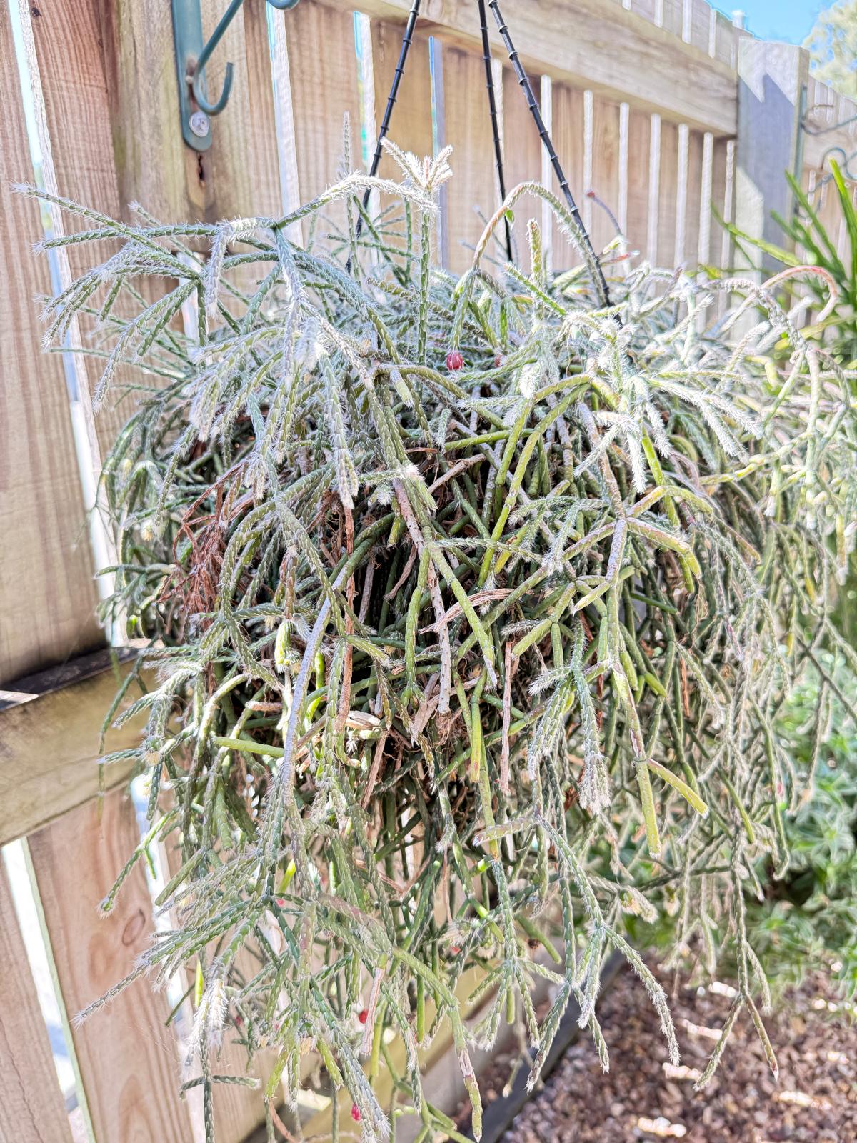 Rhipsalis pilocarpus trailing cactus 100mm pot for sale Australia