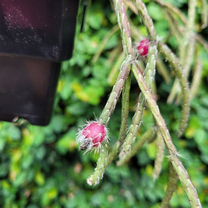 Rhipsalis pilocarpus hairy mistletoe cactus in hanging basket showing cascading green stems