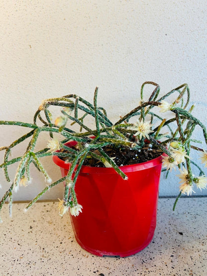 Close up of Rhipsalis pilocarpus fuzzy stems with hair-like bristles