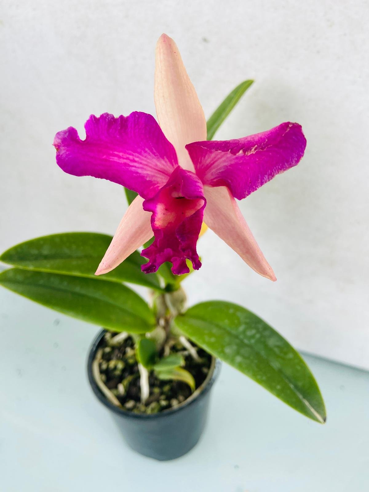 Close-up of fragrant Rhyncholaeliocattleya Bliss Topaz hybrid flowers with deep red lip and long-lasting tropical blooms Australia