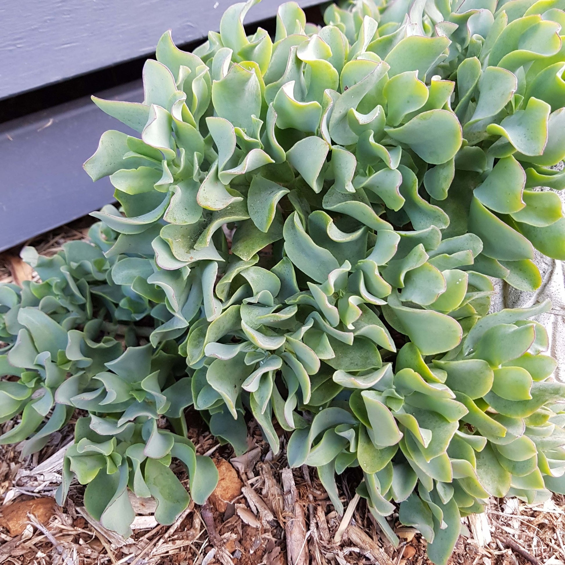 Ripple Jade succulent with distinctive wavy blue-green leaves in 130mm pot Australia