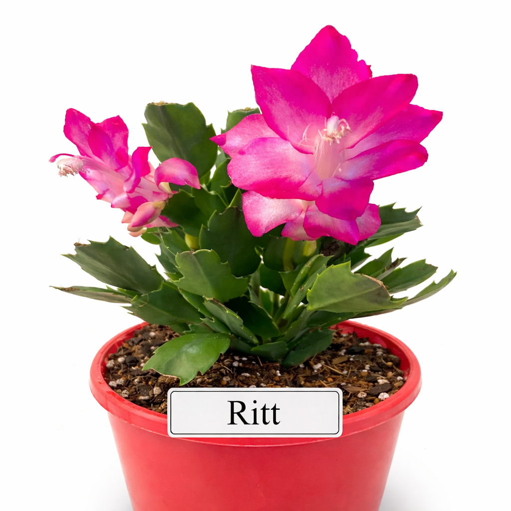 Zygocactus Combo - 7 Different Colours