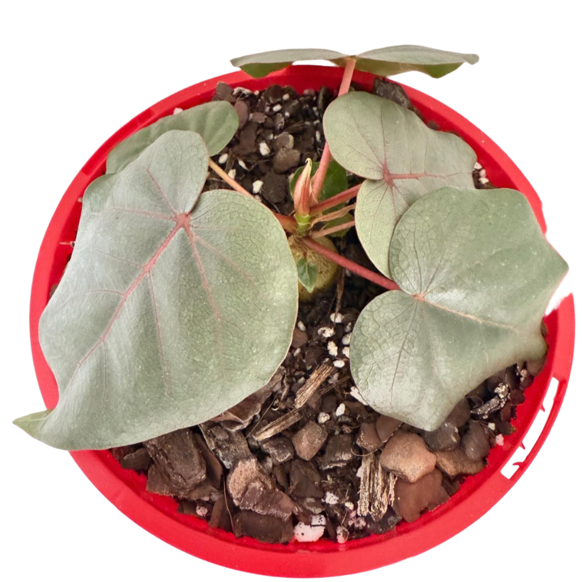 Close-up of Ficus petiolaris heart-shaped leaves and pink venation on caudex base, ideal indoor succulent Australia