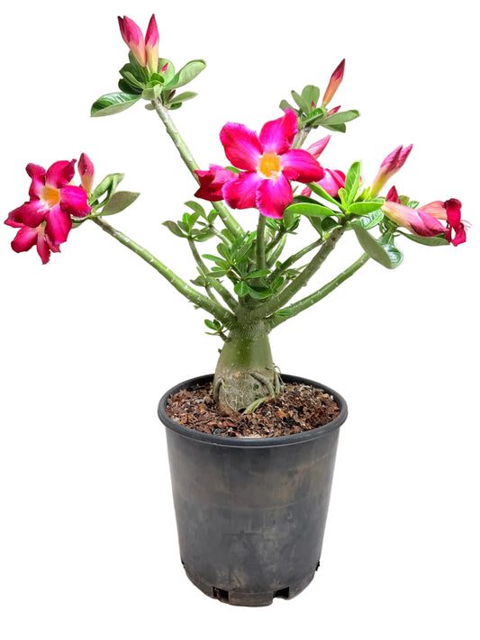 Adenium Obesum Desert Rose - Deep Crimson Red #513