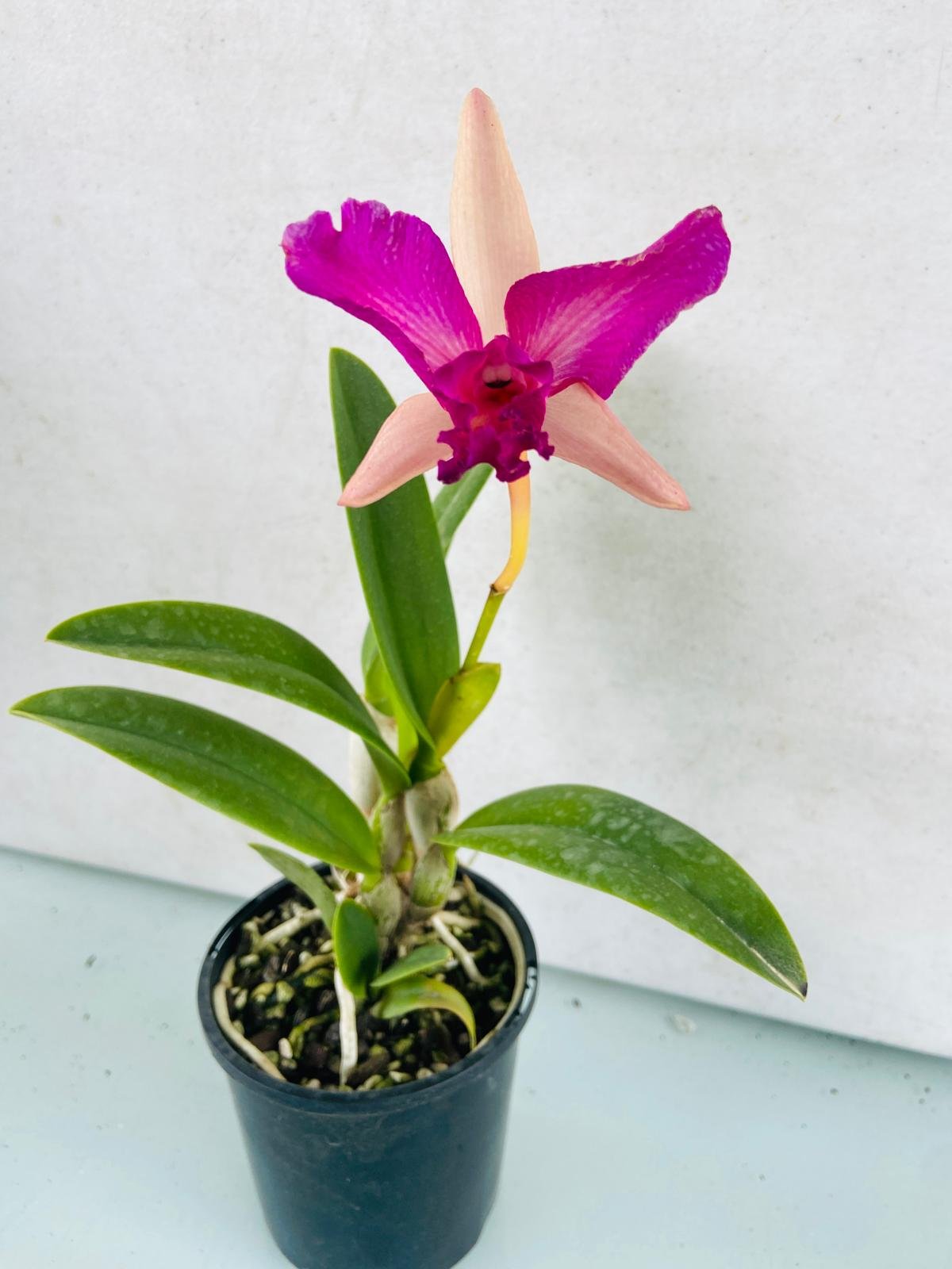 Rth Bliss Topaz orchid showing vibrant golden yellow and fiery orange blooms in a 100mm pot, perfect for Australian indoor gardens