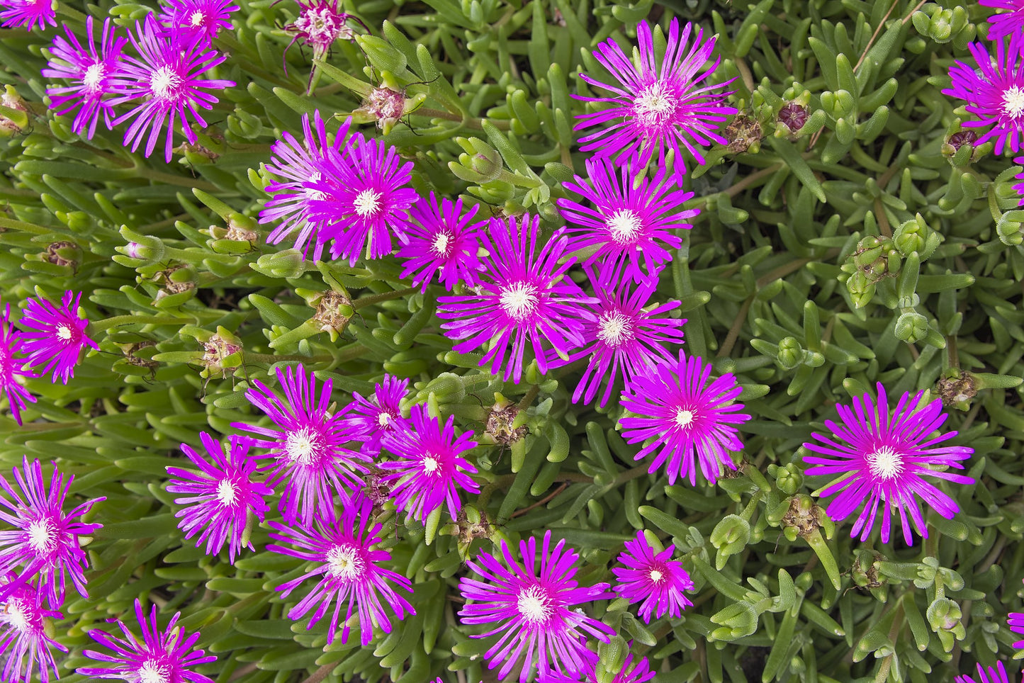 Ruschia maxima succulent with purple flowers in Australian garden
