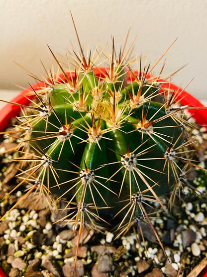 Australian grown Saguaro cactus Carnegiea gigantea in 130mm pot with vertical ribs and spines