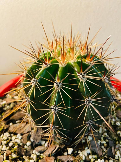 Bare root Saguaro cactus prepared for shipping across Australia from Gympie nursery