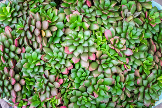 Drought tolerant Sand Rose succulent for Australian rock gardens