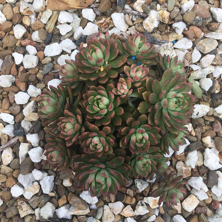 Bare root Sedeveria Maialen 80mm cutting – easy propagation succulent Australia