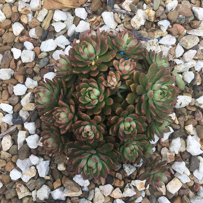 Bare root Sedeveria Maialen 80mm cutting – easy propagation succulent Australia
