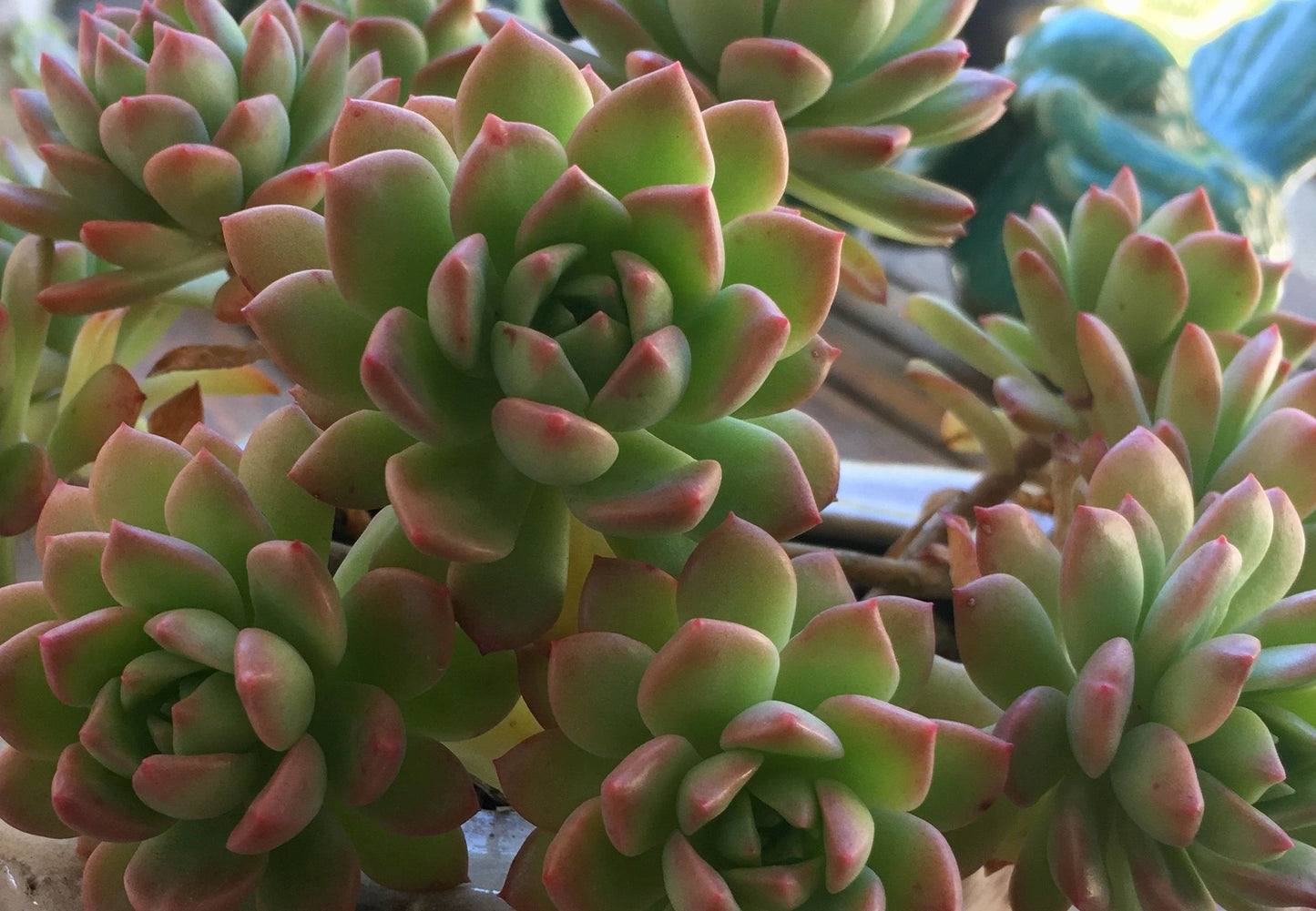 Sedeveria Maialen succulent with pink-green leaves in tight rosette – buy hybrid online Australia