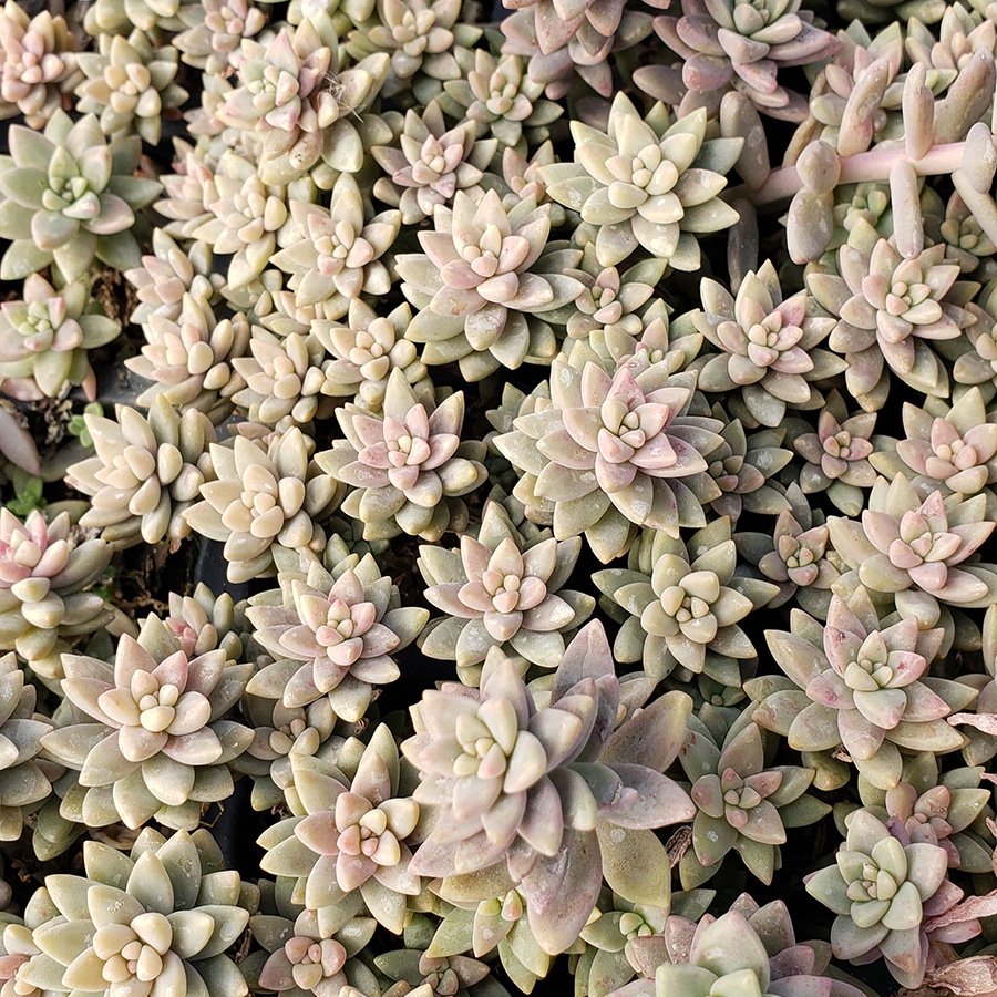 Sedeveria Pink Granite succulent with pink and lavender rosettes in pot