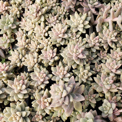 Sedeveria Pink Granite succulent with pink and lavender rosettes in pot