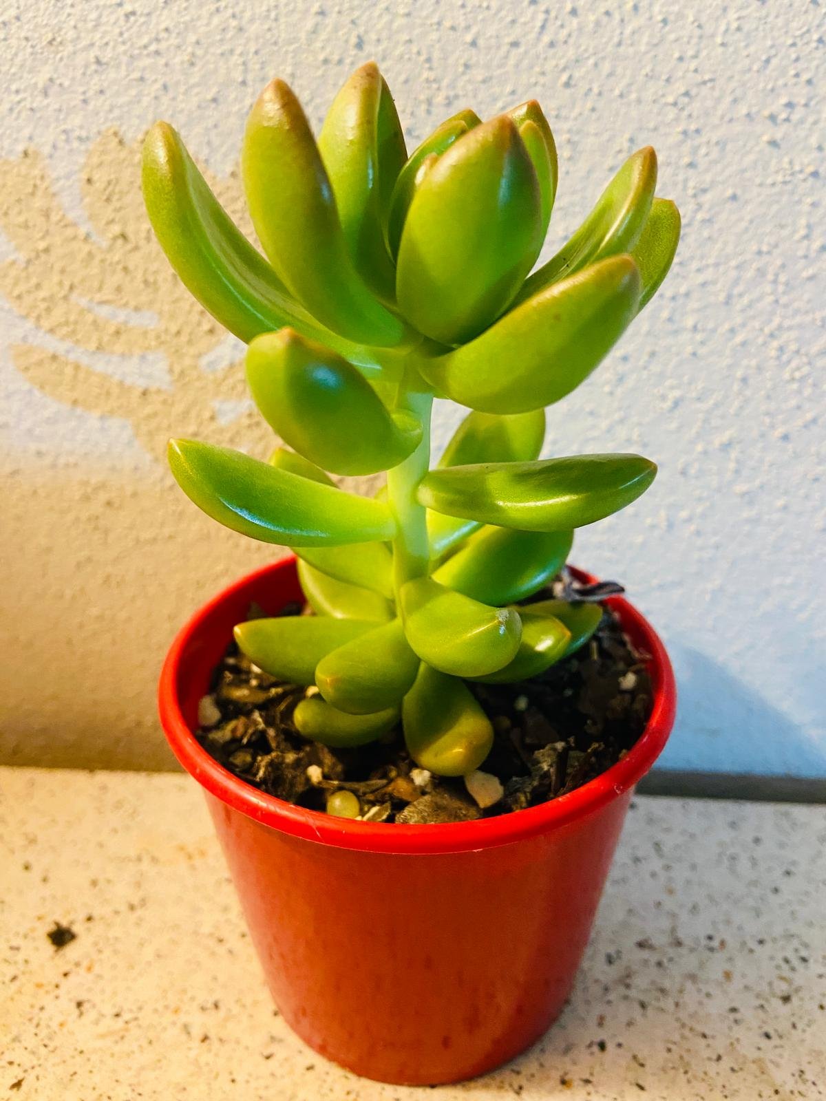 Sedeveria Regal colorful rosette succulent in pot