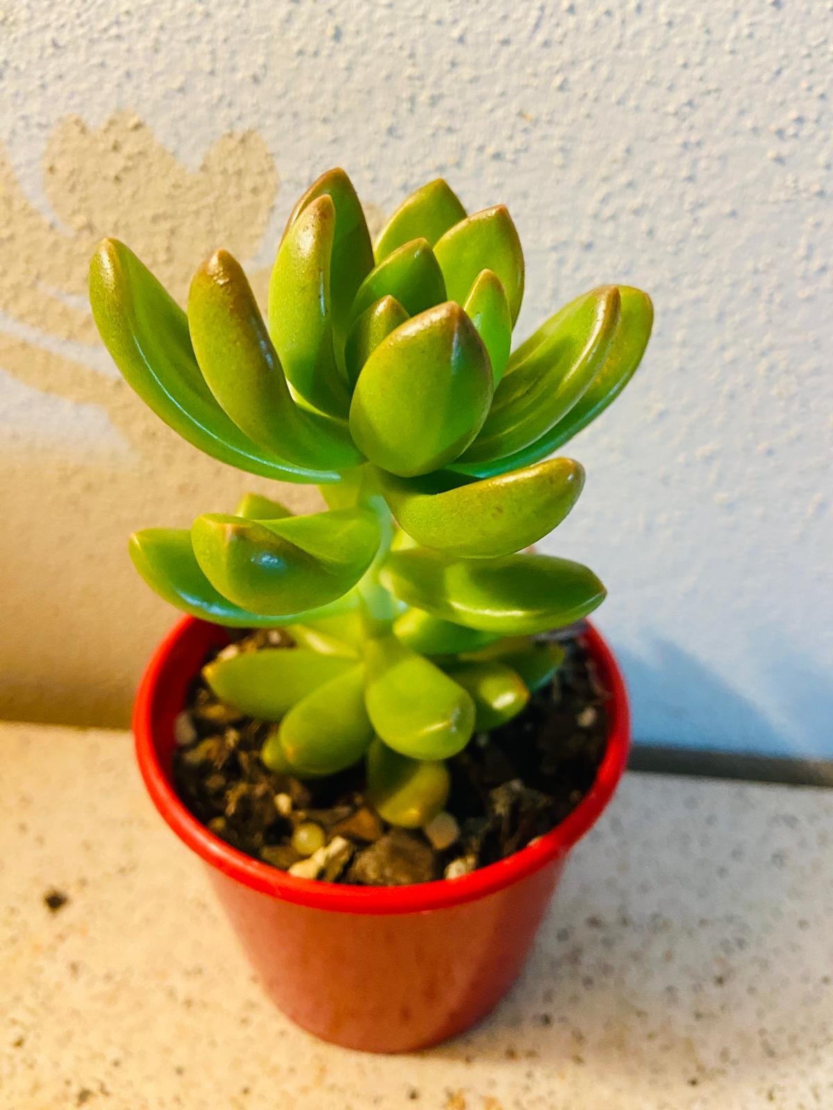 Sedeveria Regal hybrid succulent with blue-purple rosette