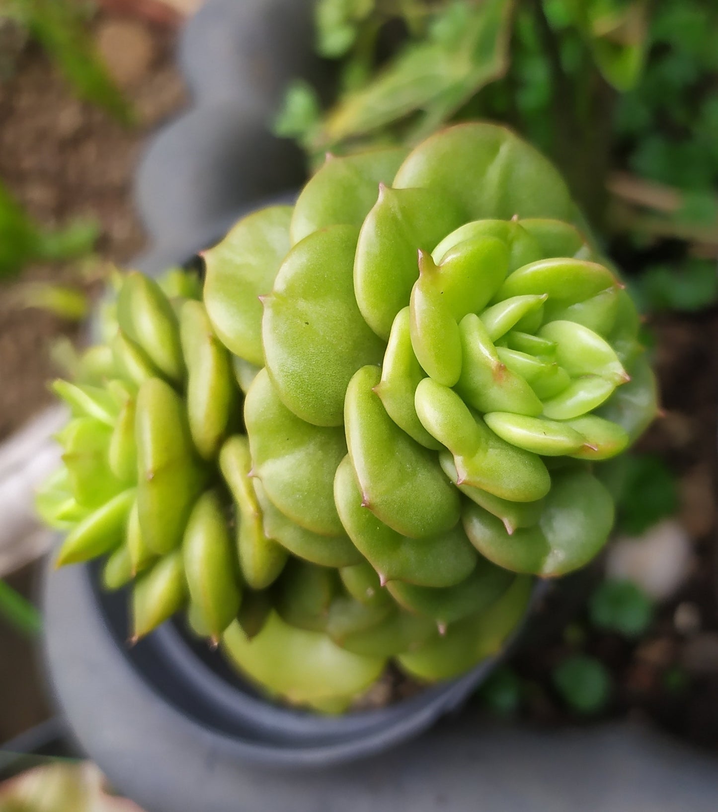 Sedeveria Rolly succulent hybrid with compact green rosettes and pink tips for Australian pots