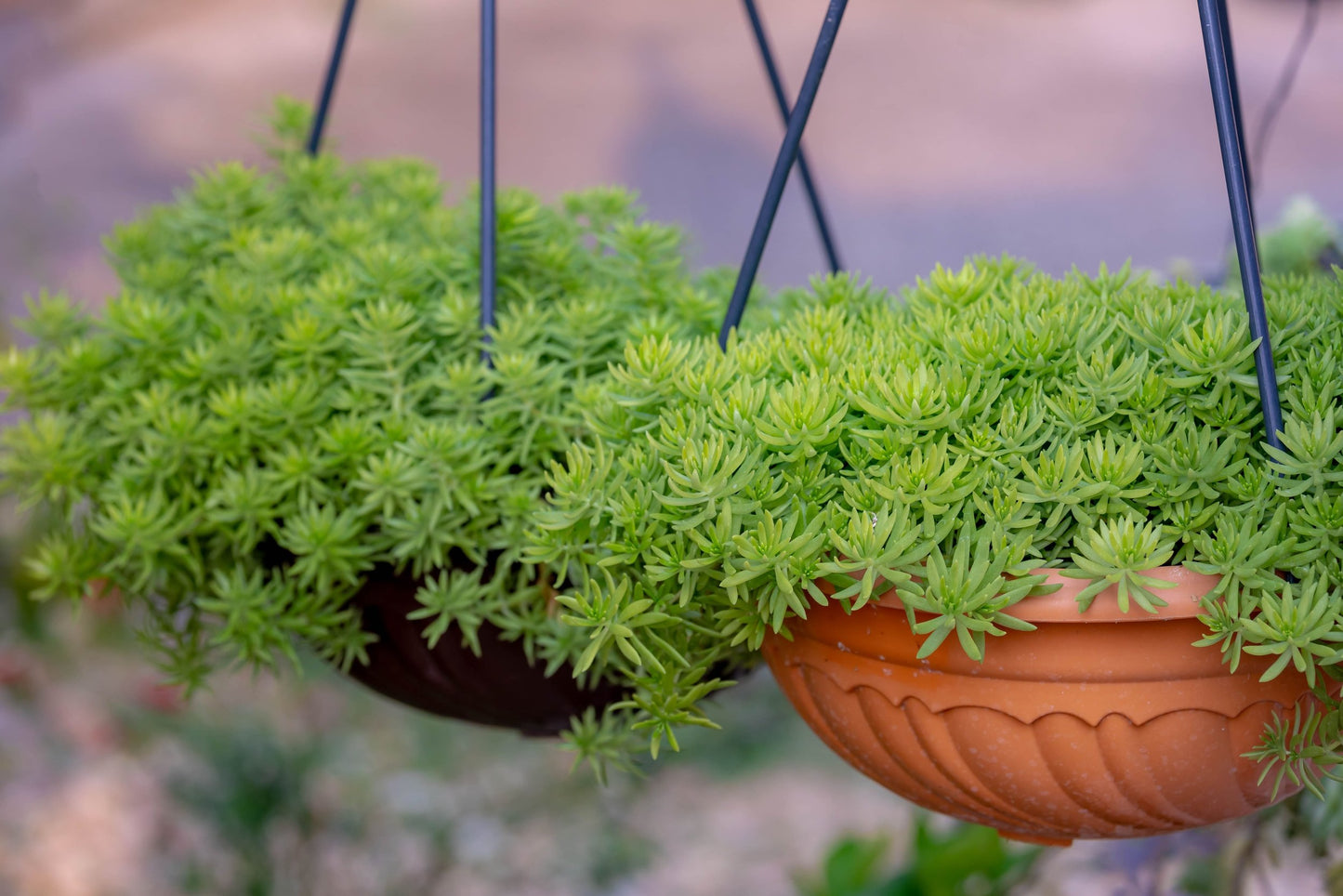 Buy Sedum Angelina Gold Mound bright golden yellow groundcover succulent Australia online